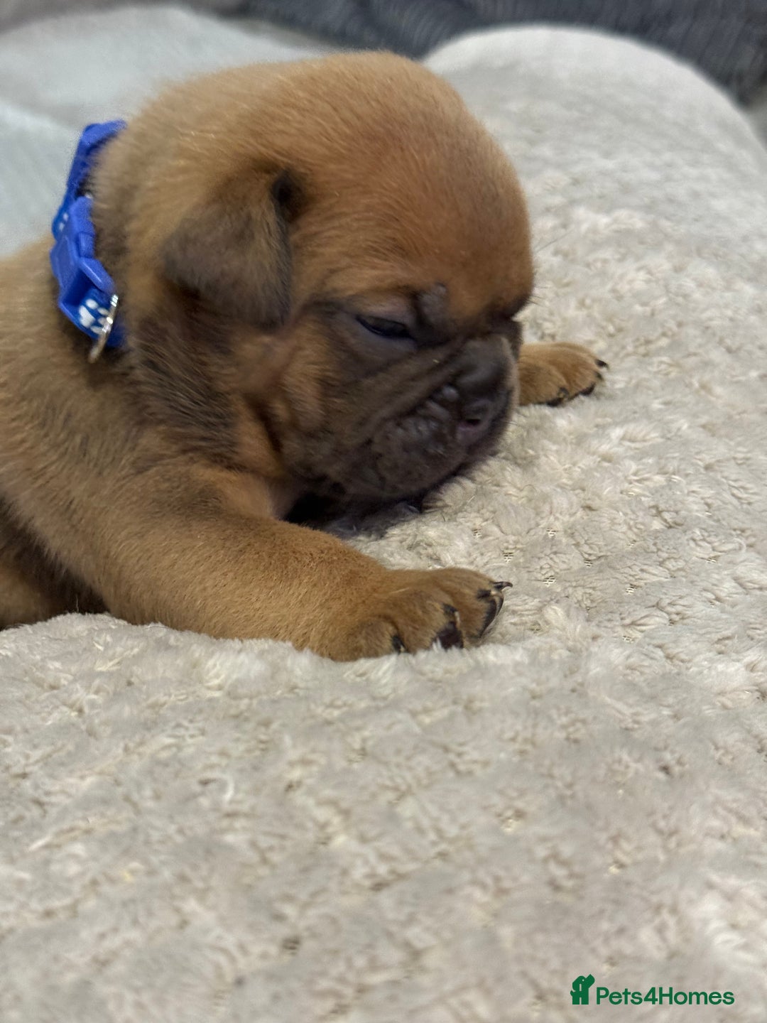 English Bulldog dogs for sale: English Bulldog puppies for sale KC registered  - Image 16