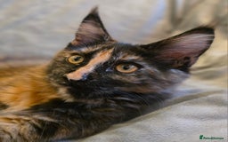 Maine Coon cats for sale: ❤️ Stunning ❤️ GCCF Registered Maine Coon Kittens - Image 13