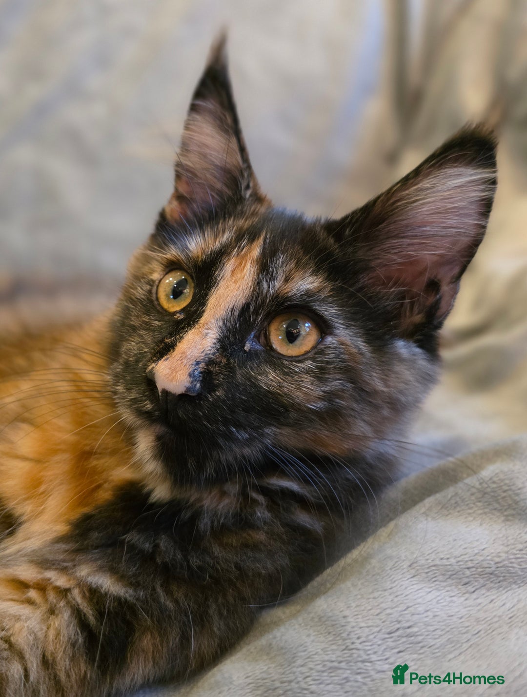 Maine Coon cats for sale: ❤️ Stunning ❤️ GCCF Registered Maine Coon Kittens - Image 13