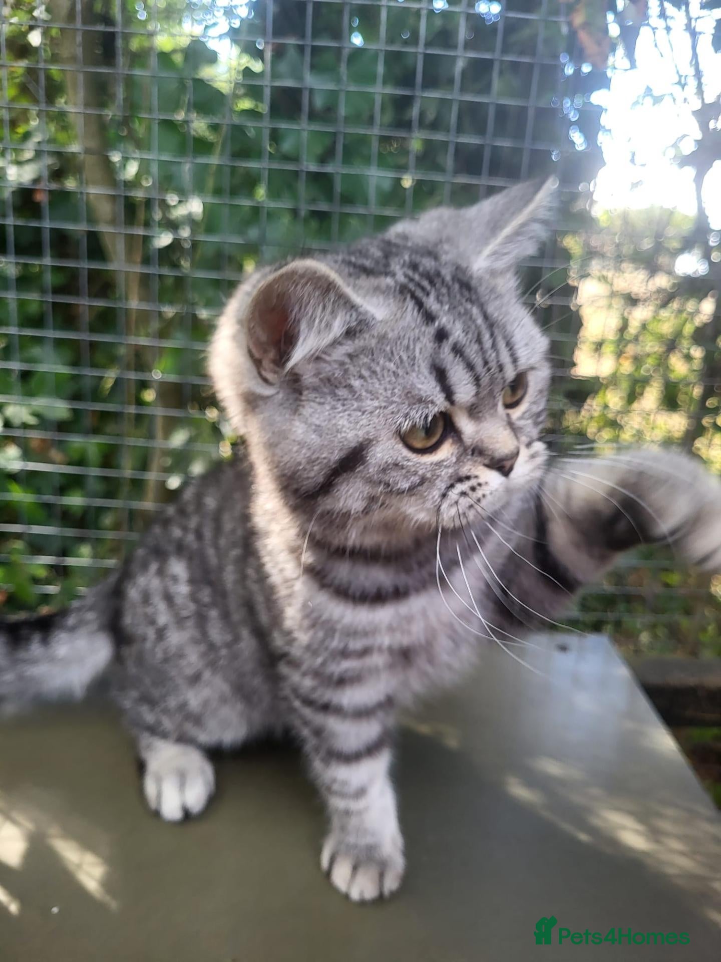 British Shorthair cats 🤍Beautiful Pedigree BSH Silver Mackerel🤍 - Advert 1