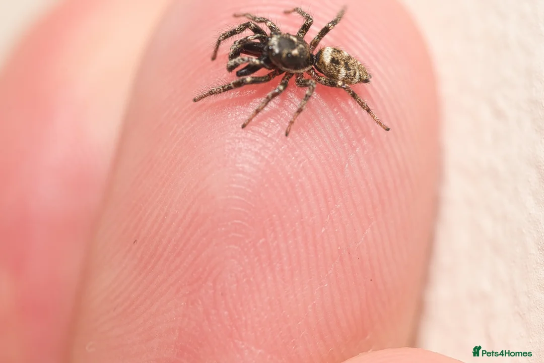 Spiders invertebrates for sale: Sub adult female Zebra jumping spiders in Coventry - Advert 4