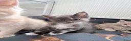 Maine Coon cats for sale: Stunning Maine Coon Kittens - Advert 10