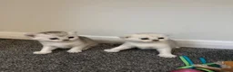 Scottish Fold cats for sale: Scottish fold kittens  in Swindon - Advert 6