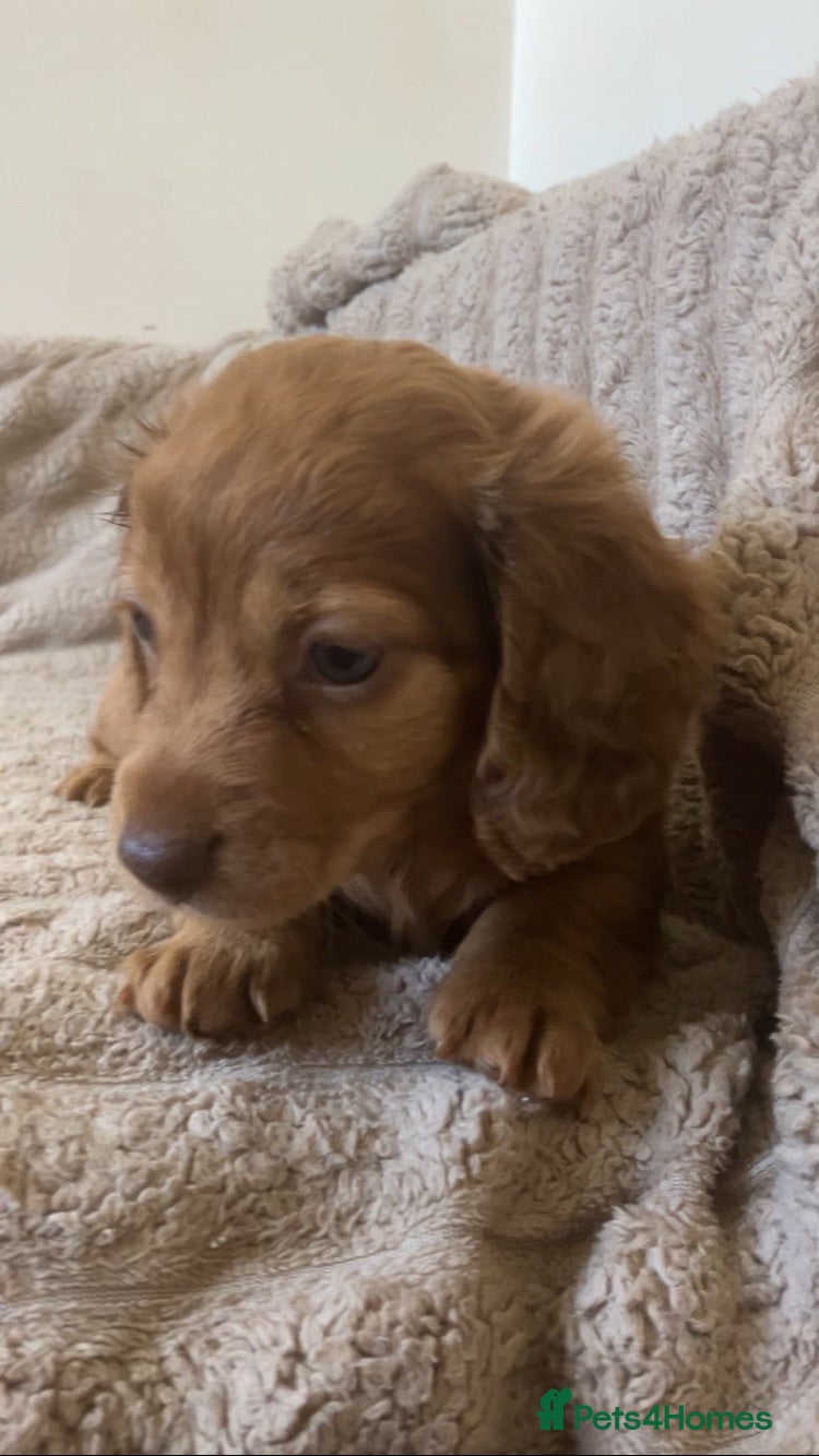 Miniature Dachshund dogs 2 stunning long hair pups  - Advert 1