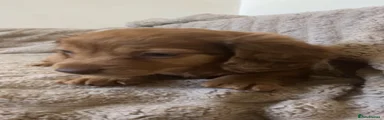 Puppy 2