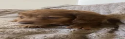 Miniature Dachshund dogs for sale: 2 stunning long hair pups  - Advert 1