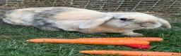 Mixed Breed rabbits for sale: 3x Cahsmere x rabbits  in Chesterfield - Advert 2