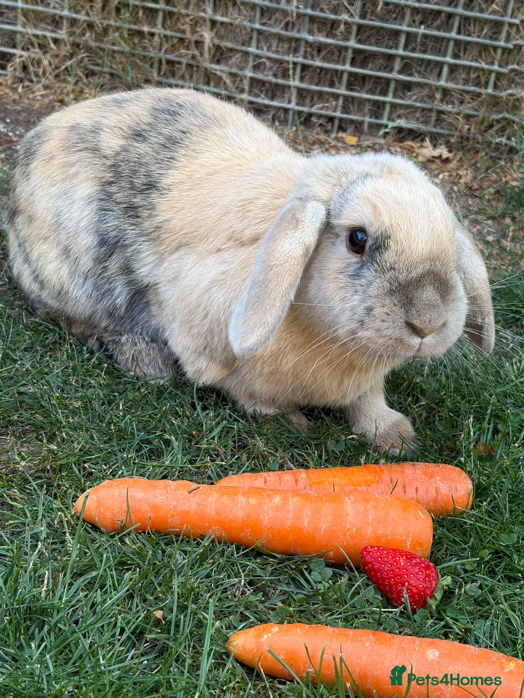 Mixed Breed rabbits for sale: 3x Cahsmere x rabbits  in Chesterfield - Advert 2