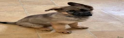 German Shepherd dogs for sale: Beautiful GSD puppies  - Advert 2