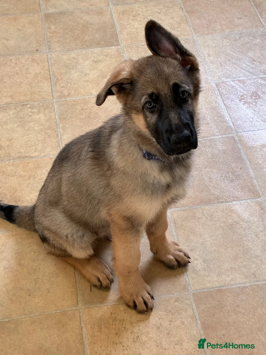 German Shepherd dogs for sale: Beautiful GSD puppies  - Advert 2