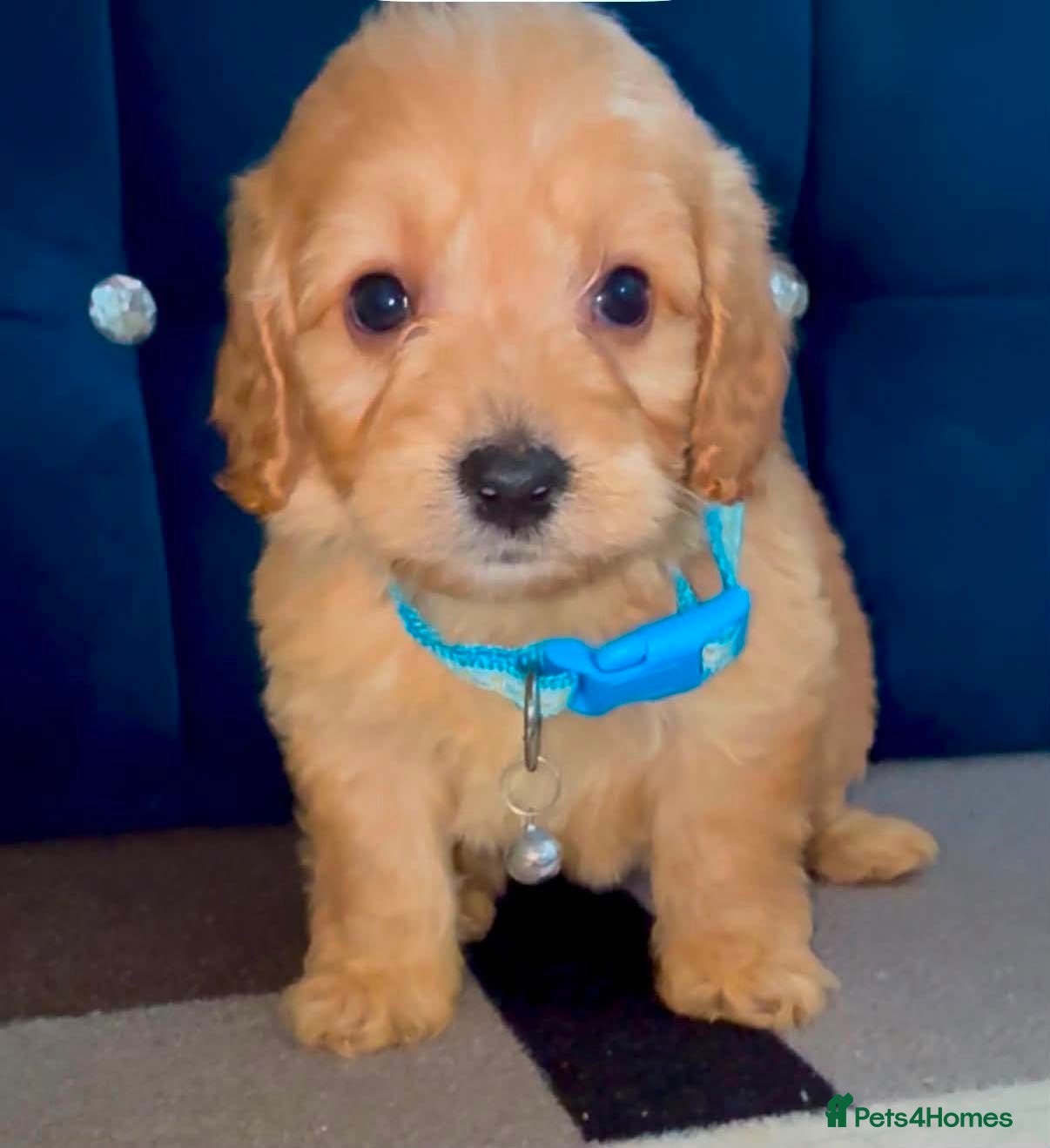 Cockapoo dogs Adorable puppies - Advert 3