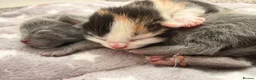 Mixed Breed cats for sale: 6 Kittens - Advert 5