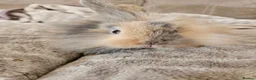 Mini Lion Lop rabbits for sale: Mini lion lop doe  - Advert 4