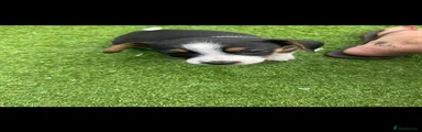 Jack Russell 3