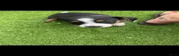 Jack Russell dogs for sale: Beautiful litter of 6 puppies  - Advert 5