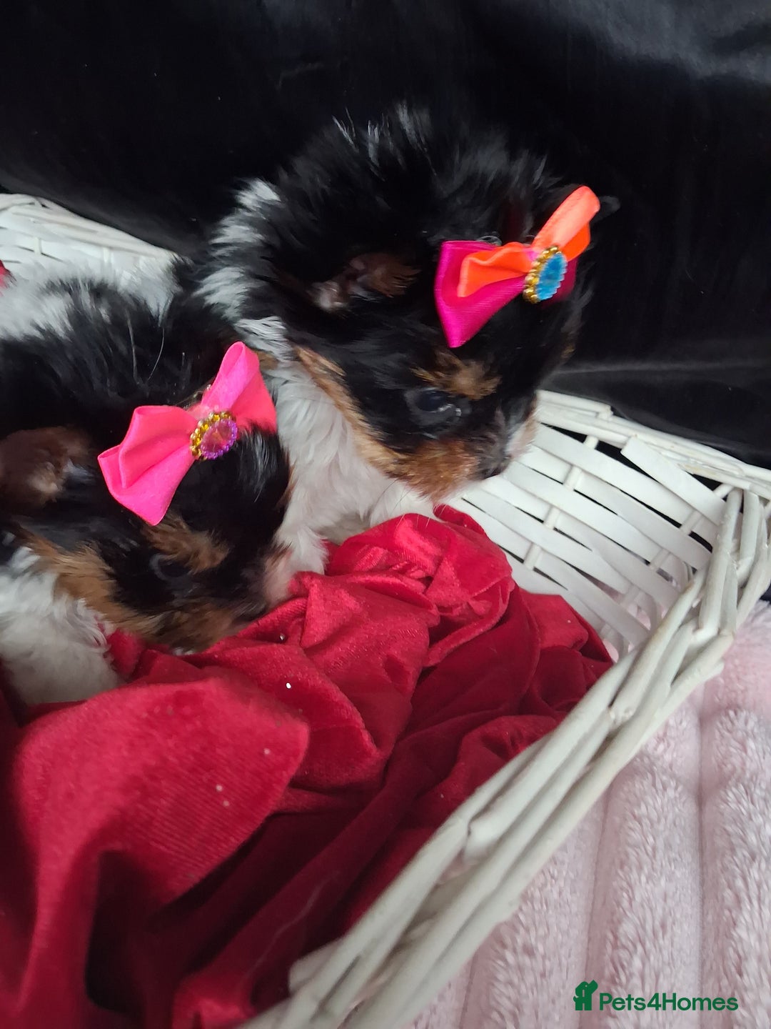 Biewer Terrier dogs for sale: Beautiful 2 mini girls - Advert 19