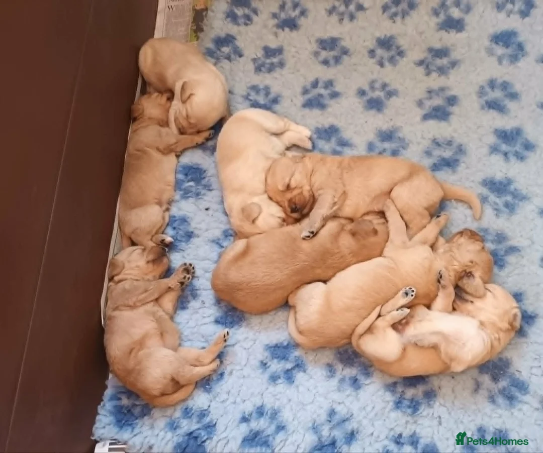 Labradoodle dogs for sale: GOLDEN MINIATURE LABRADOODLE  5* LICENCED BREEDER. - Advert 5
