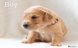 Golden Retriever dogs for sale: Golden Retiever Puppies   - Image 14