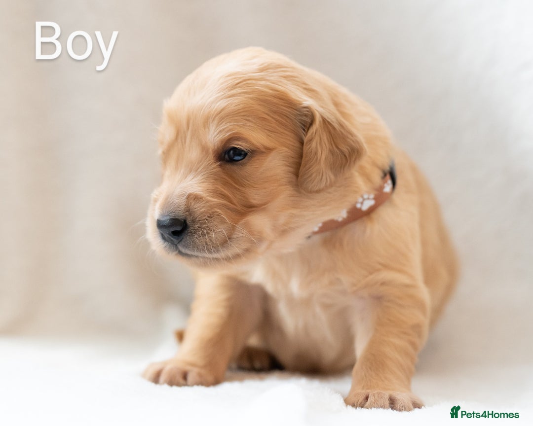 Golden Retriever dogs for sale: Golden Retiever Puppies   - Image 14