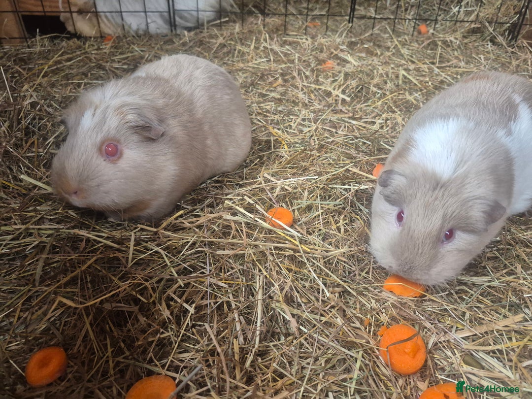 Guinea Pig rodents for sale: 4 adult guinea pigs - Image 5