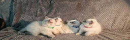 Ragdoll cats for sale: Blue Point Ragdoll Kittens Champion Bloodline - Advert 6