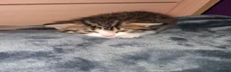 Mixed Breed cats for sale: Singleton kitten - Advert 2