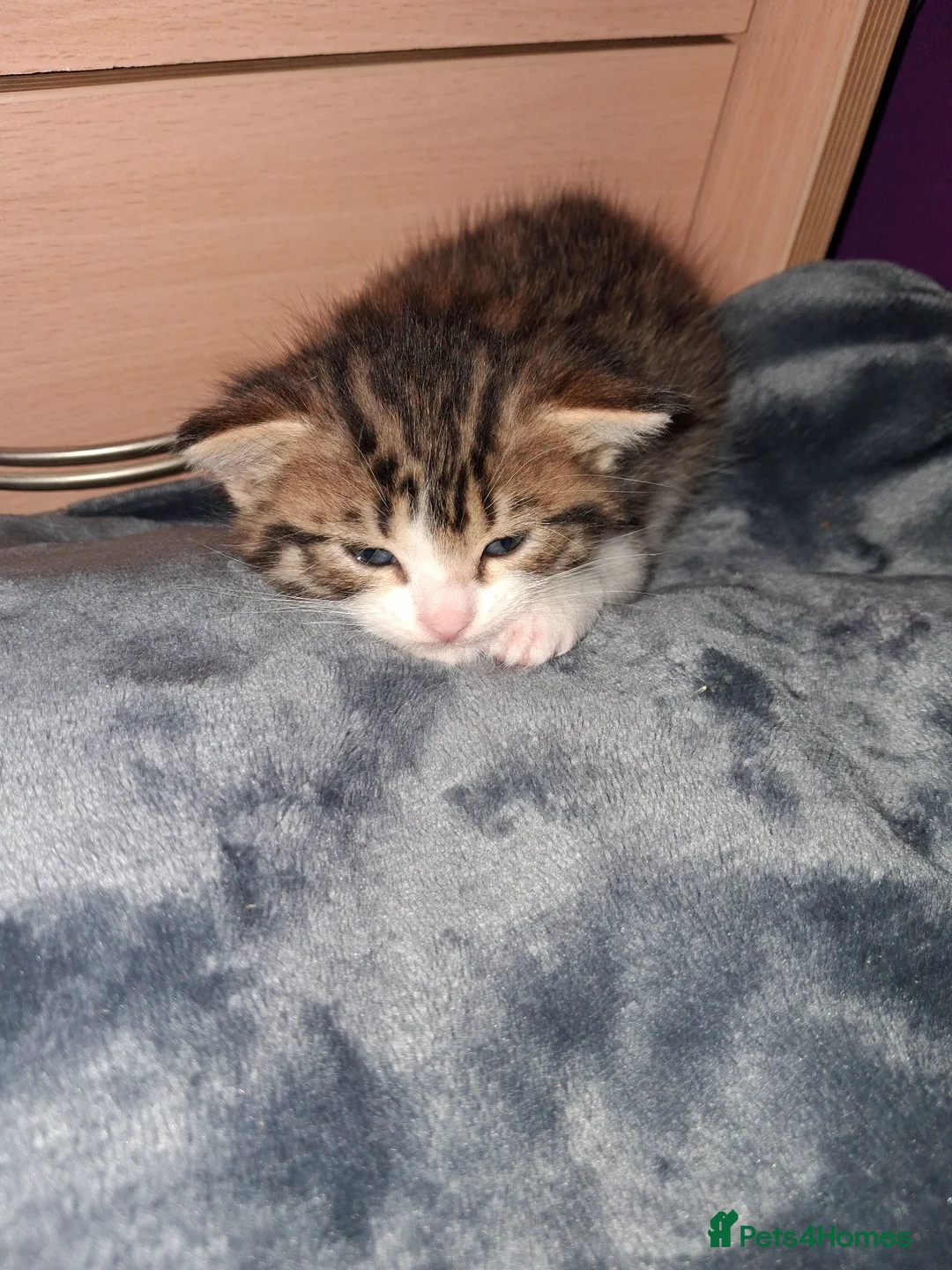 Mixed Breed cats for sale: Singleton kitten - Advert 2