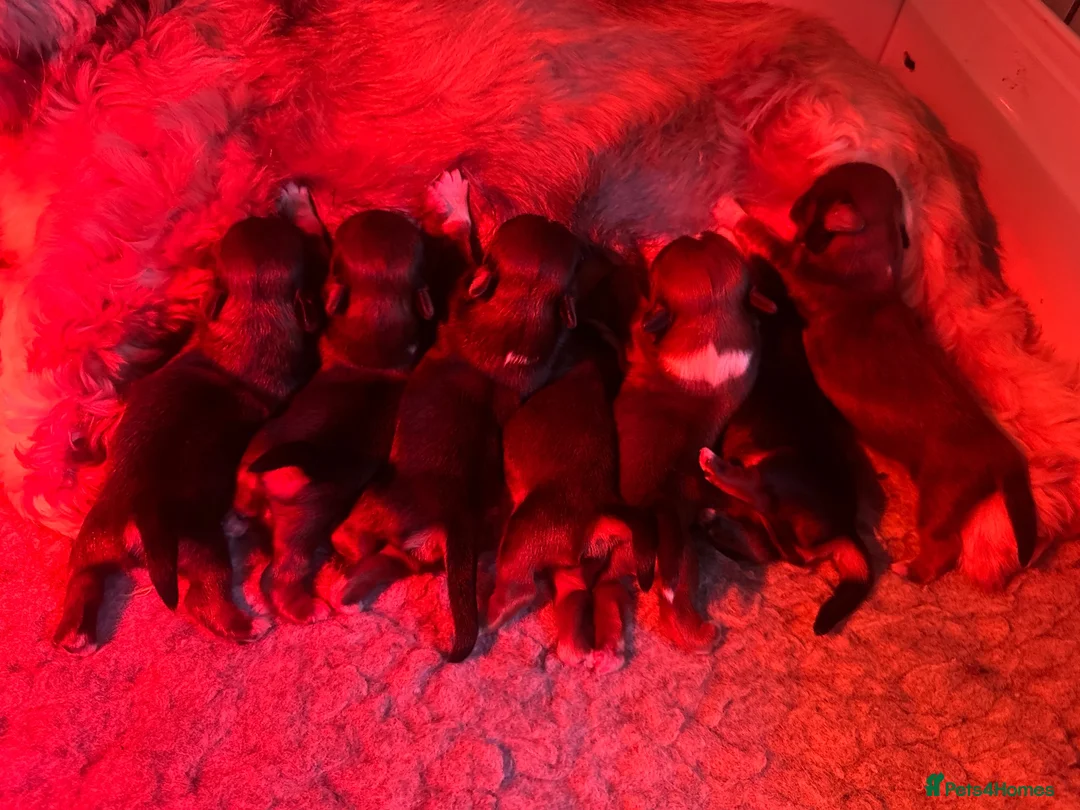 Lhasa Apso dogs for sale: KC Registered Lhasa Puppies  - Advert 6