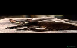 Bengal cats for sale: Bengal Kittens Tica Registered  - Image 26