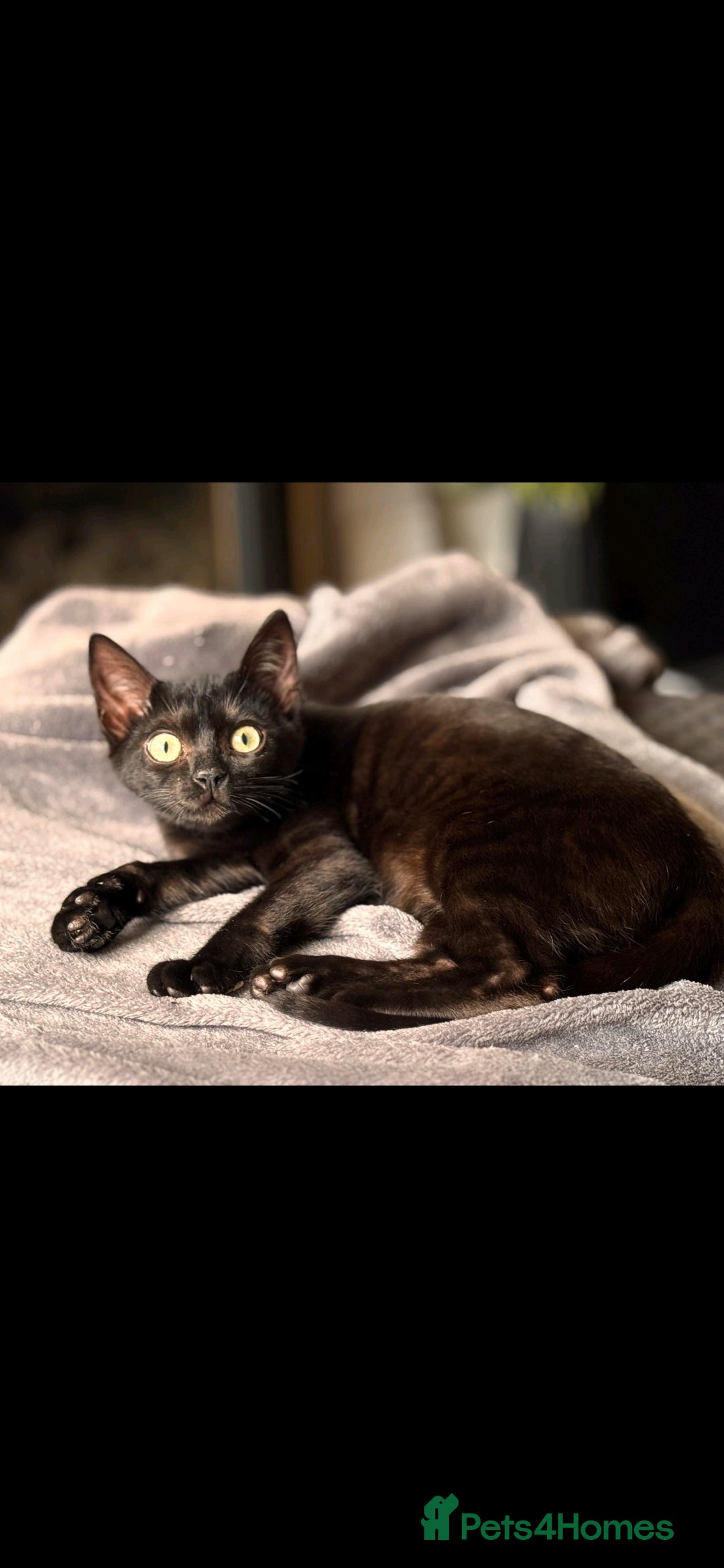 Bengal cats for sale: Bengal Kittens Tica Registered  - Image 26