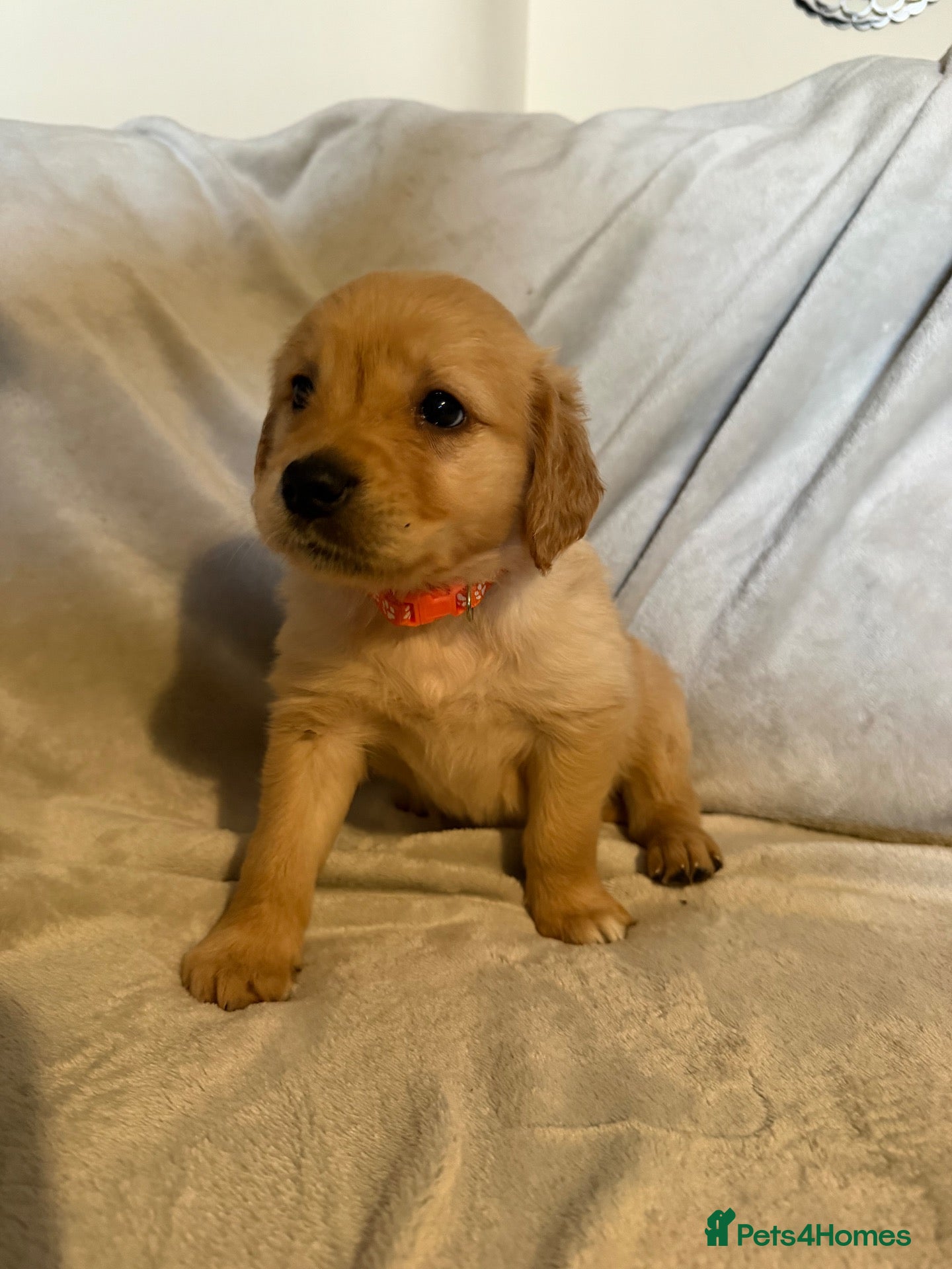 Golden Retriever dogs 1 Female left Golden retriever dark puppies 🐶 🦴 - Advert 4