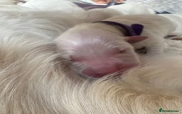 Golden Retriever dogs for sale: KC English Cream Golden Retriver puppy’s  in Sleaford - Image 18