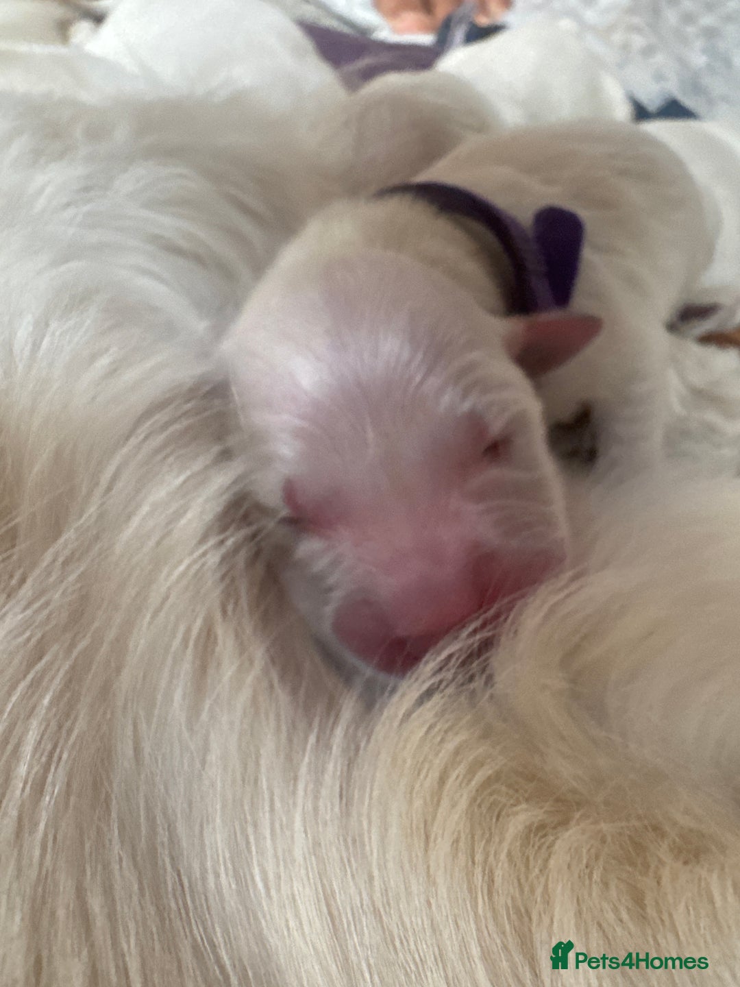 Golden Retriever dogs for sale: KC English Cream Golden Retriver puppy’s  in Sleaford - Image 18