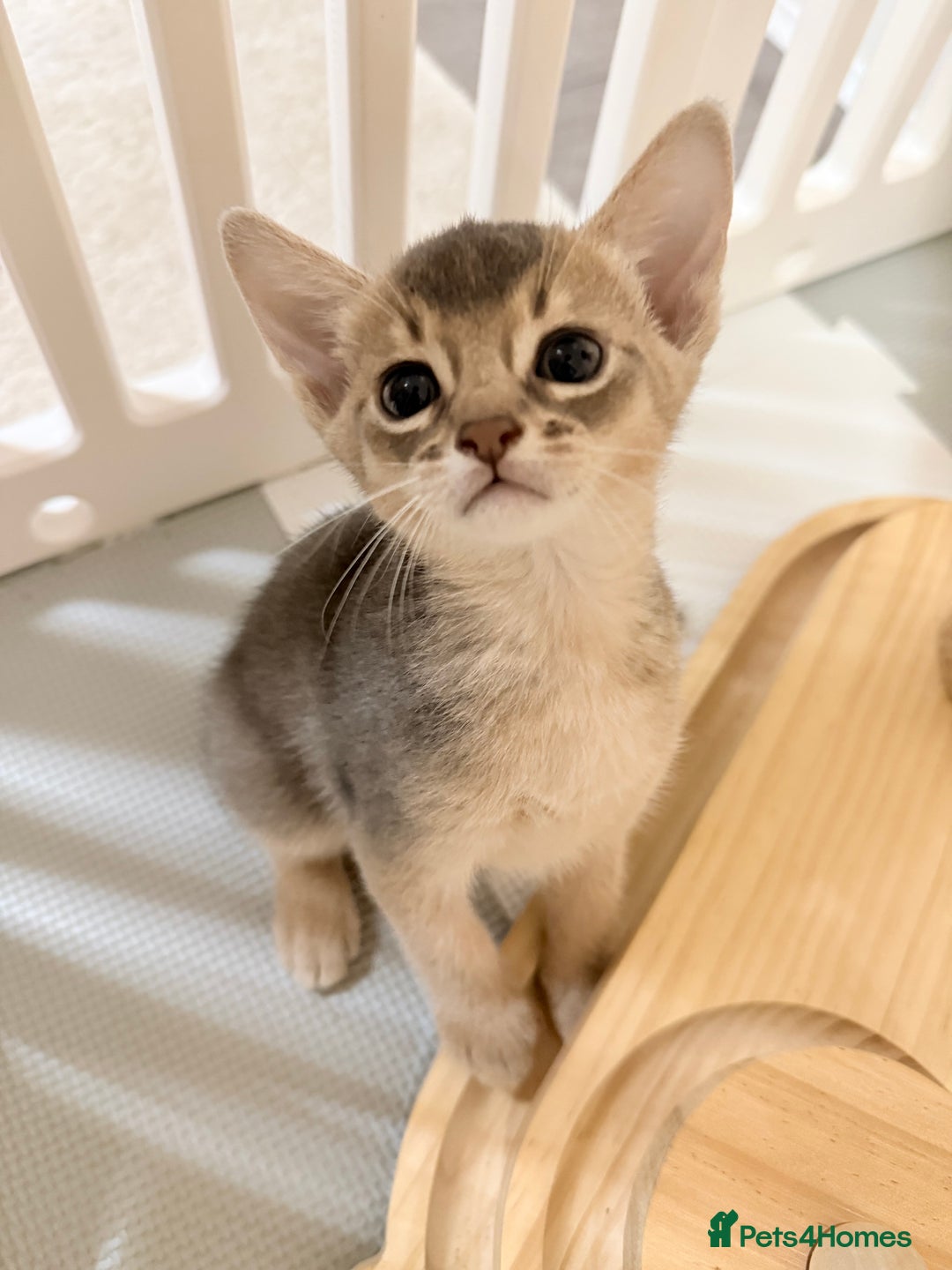 Abyssinian cats for sale: Abyssinian Kittens 🐾 - Advert 5