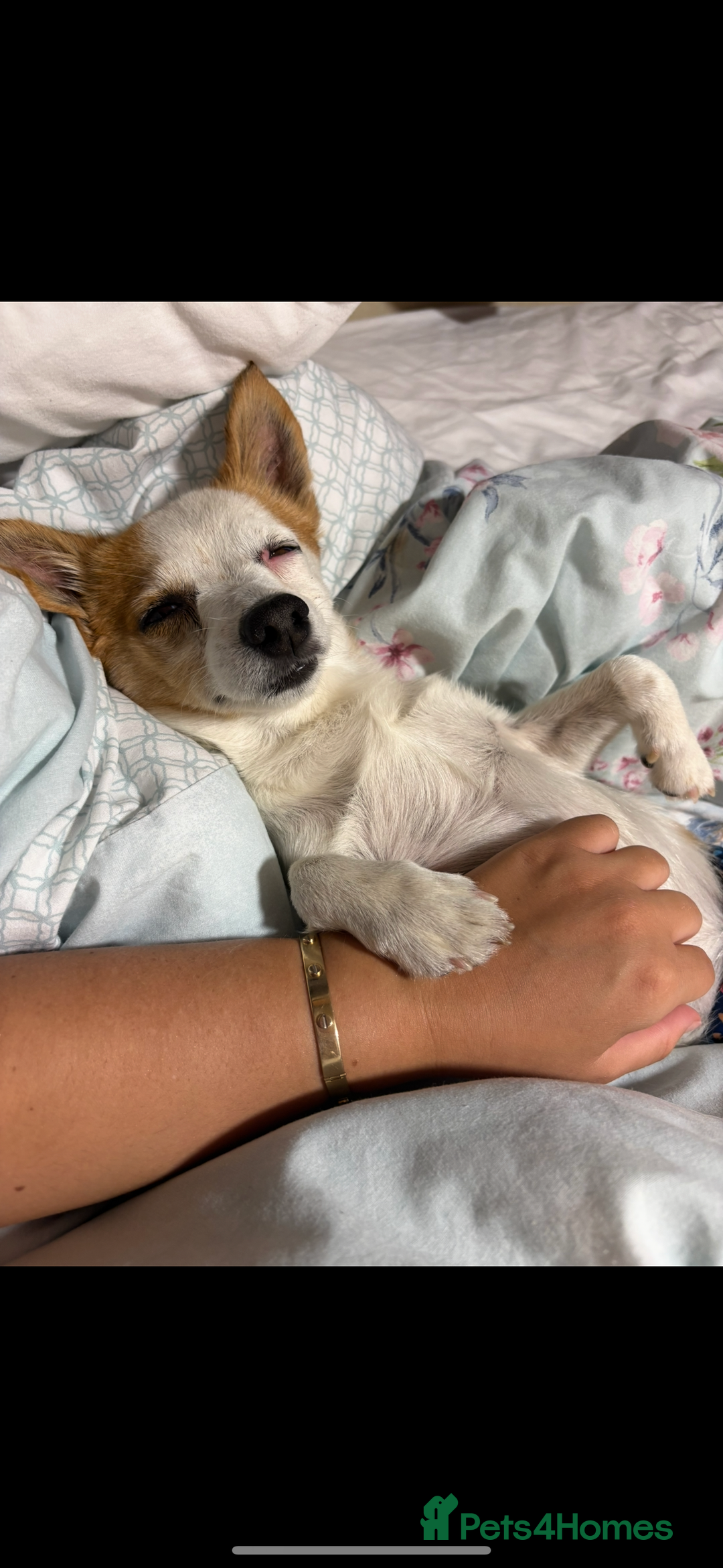 Chihuahua dogs for sale: Dachshund cross chihuahuas Puppys  - Advert 7