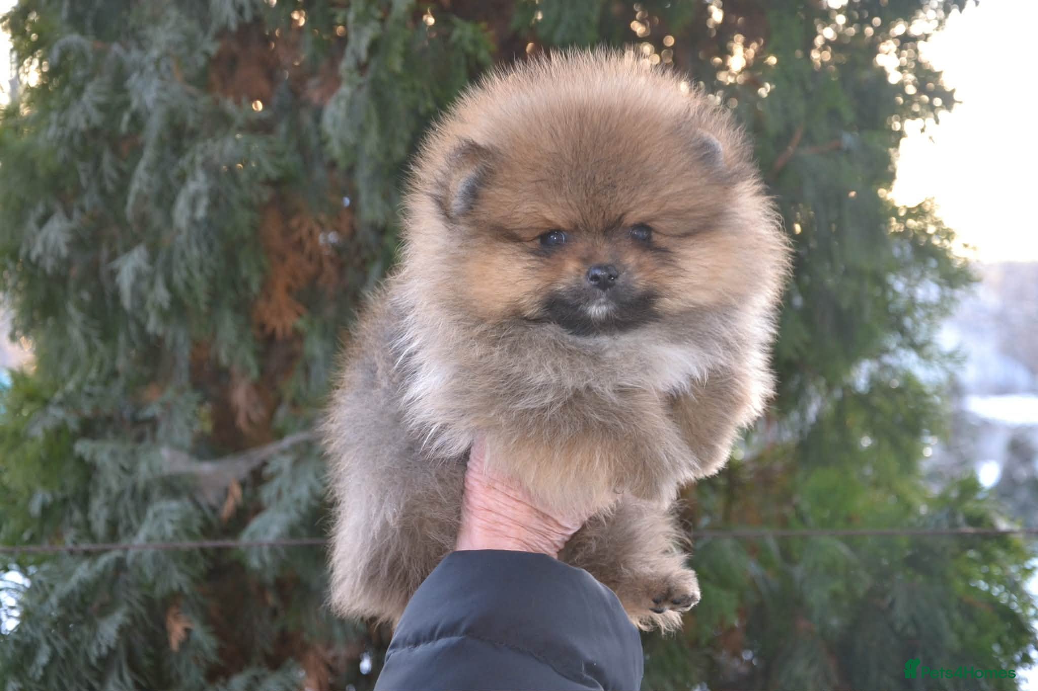 Pomeranian dogs Orange sable girl 😍🧸🤎✨ - Advert 4