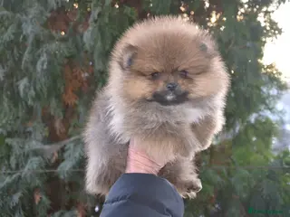 Pomeranian dogs Orange sable girl 😍🧸🤎✨ - Advert 3