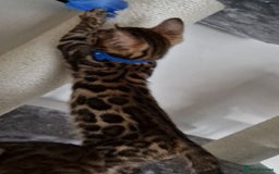 Bengal cats for sale: Last one😍Pure Bengal kittens❤️Ready to go😍 - Image 31