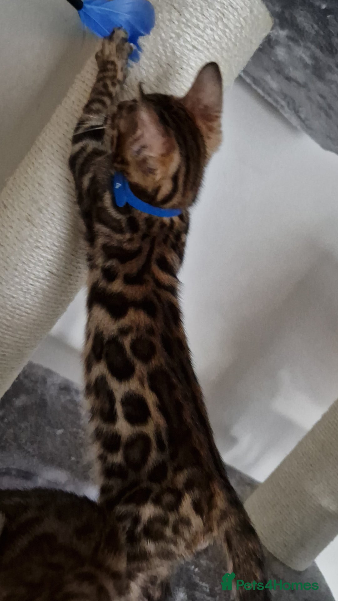 Bengal cats for sale: Last one😍Pure Bengal kittens❤️Ready to go😍 - Image 31