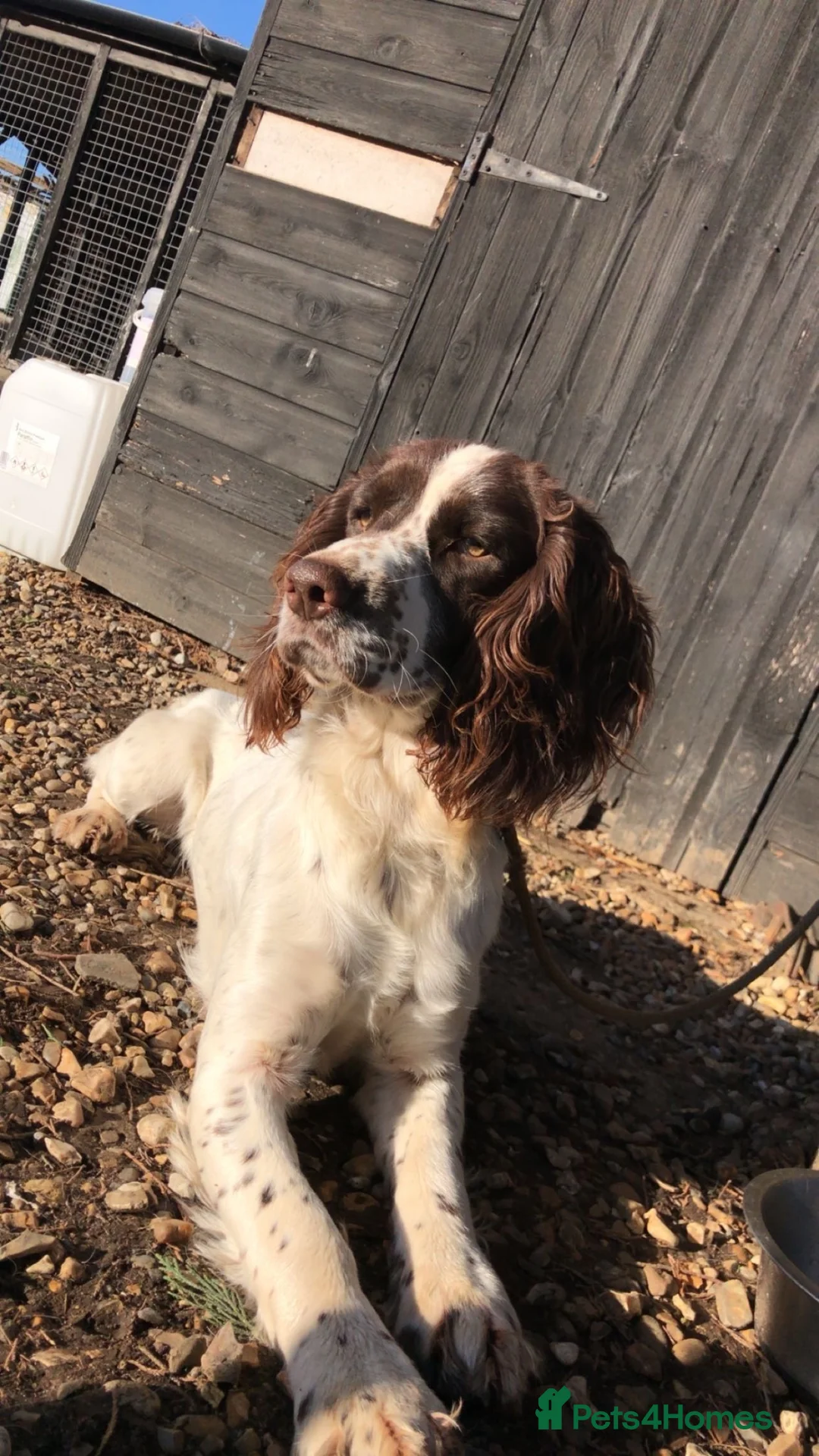 English Springer Spaniel dogs for sale: Pike, Springer Spaniel - Advert 1