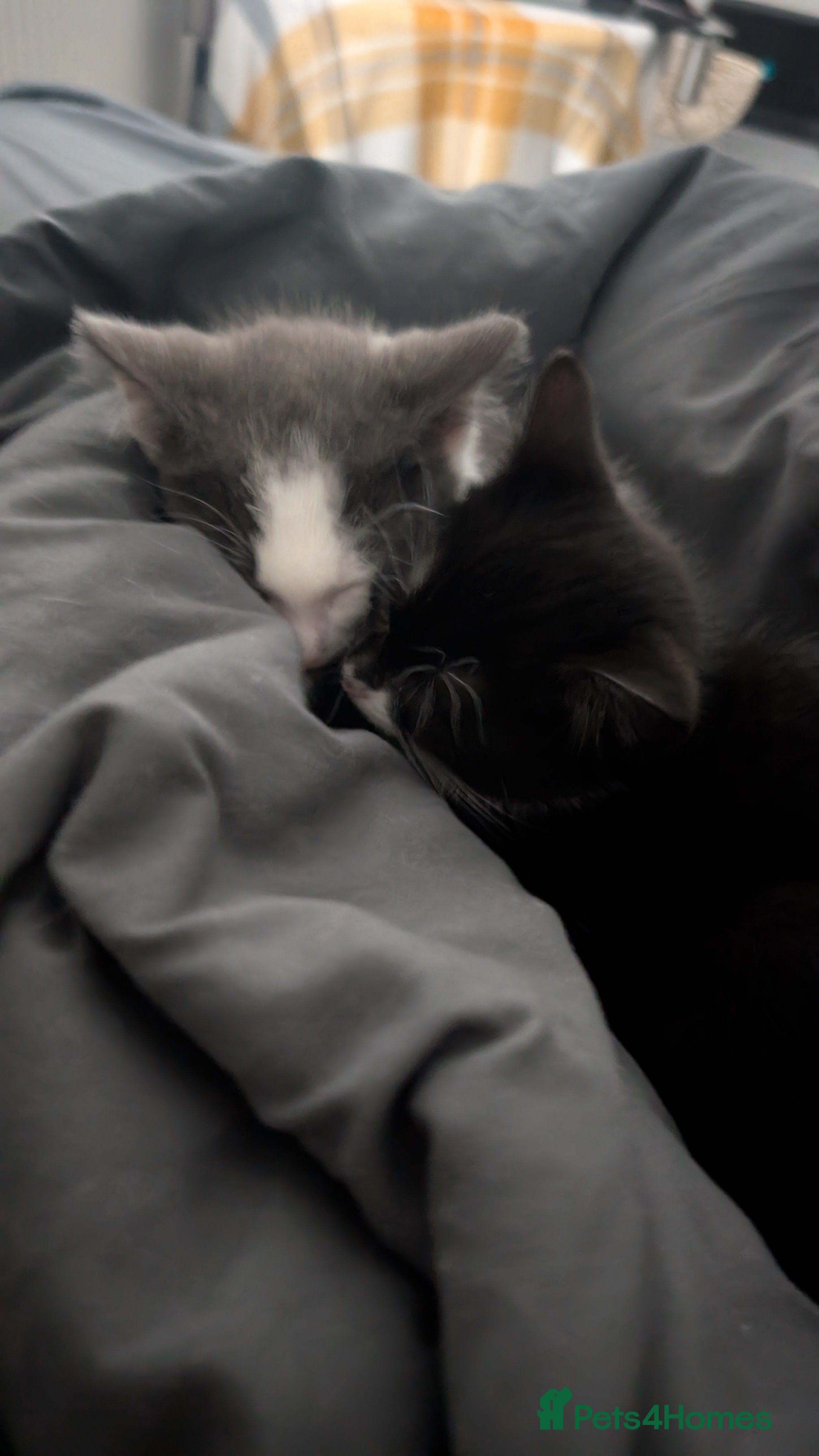 Mixed Breed cats Duo Kittens - Advert 18