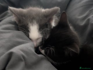 Mixed Breed cats - Advert 19