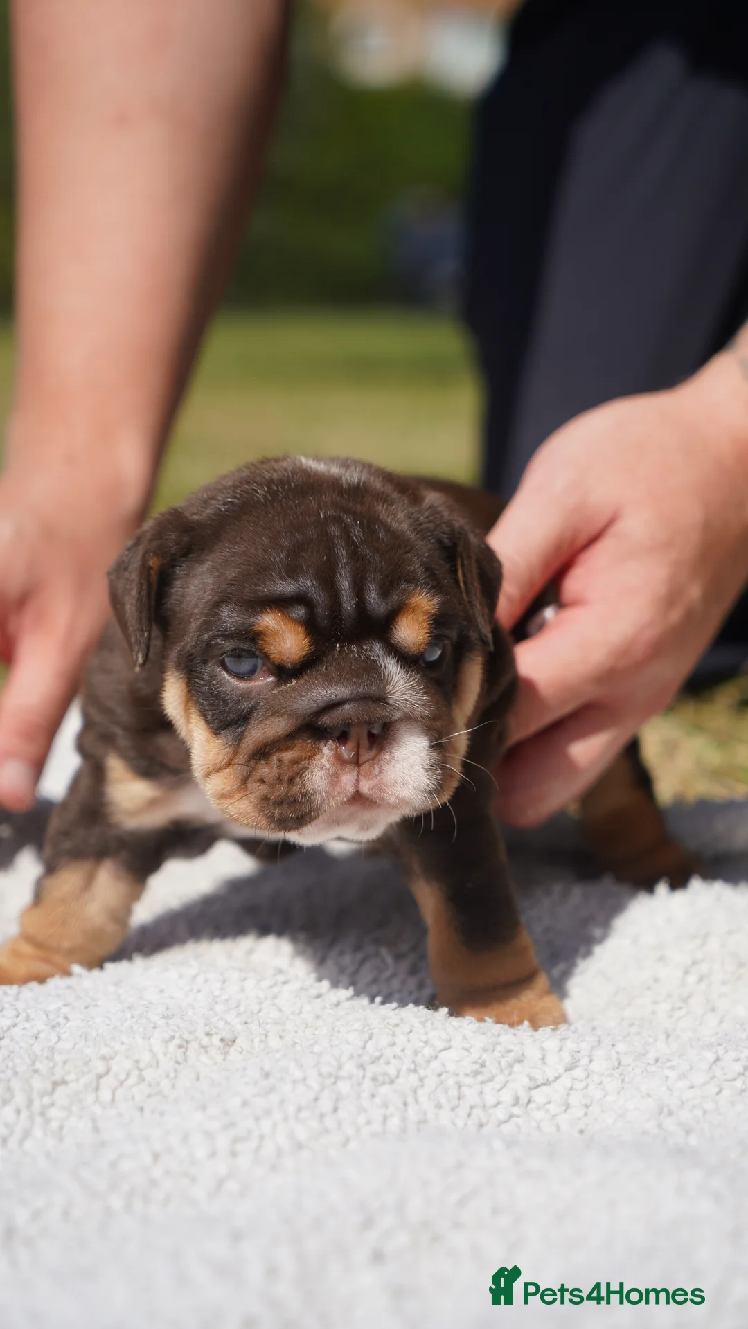 English Bulldog dogs for sale: 🏆 Quality English Bulldog Puppies 🏆 - Advert 1