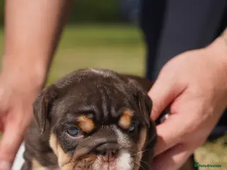 English Bulldog dogs 🏆 Quality English Bulldog Puppies 🏆 - Advert 1