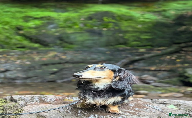 Miniature Dachshund dogs - Advert 5