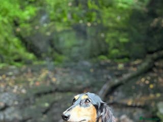 Miniature Dachshund dogs KC Registered - Health Tested - Proven Stud Dog 🏅 - Advert 5
