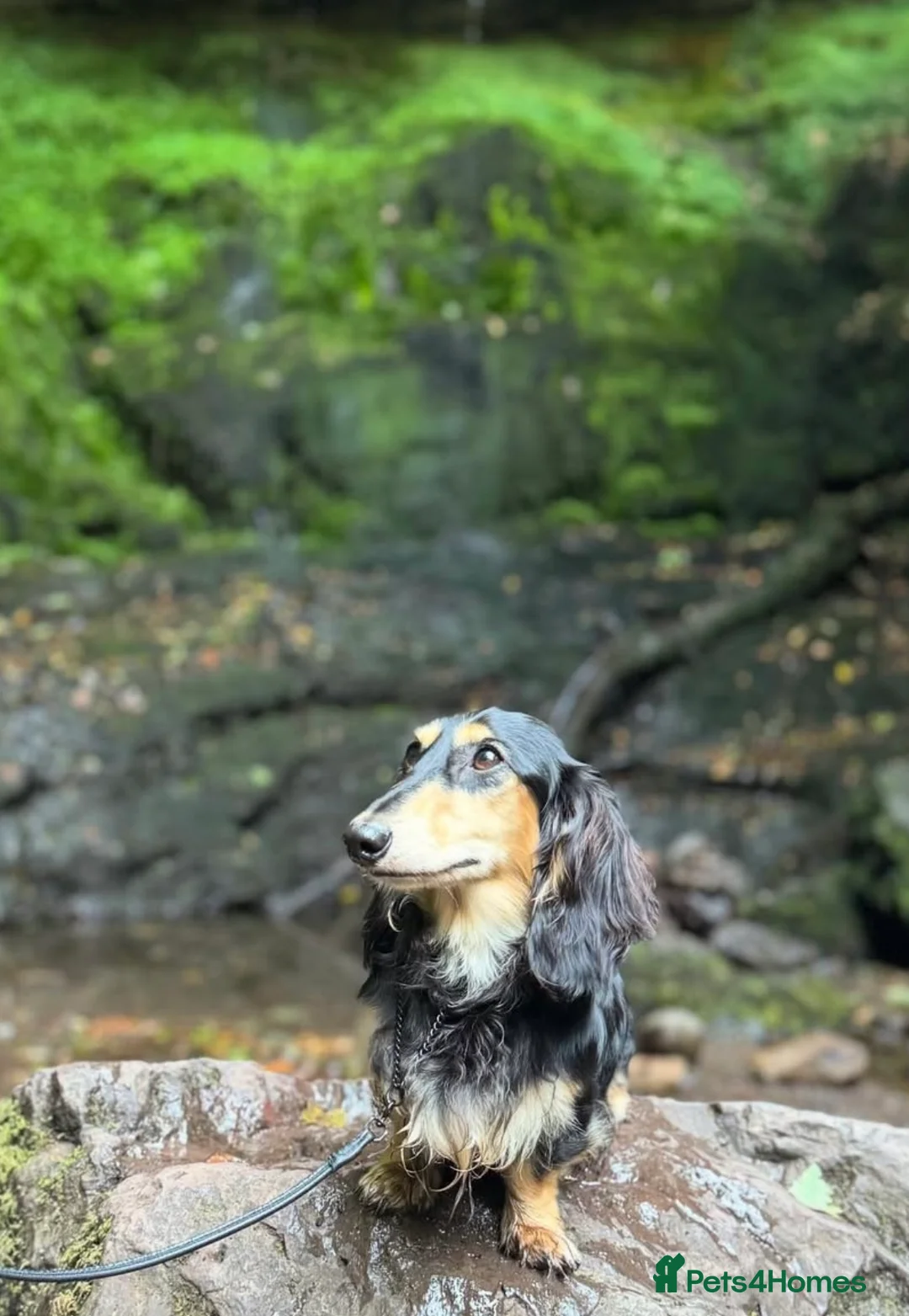 Miniature Dachshund dogs for stud: KC Registered - Health Tested - Proven Stud Dog 🏅 - Advert 4