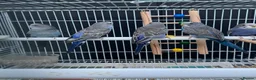 Budgerigars birds for sale: Beautiful budgies mutation job lot  - Advert 10