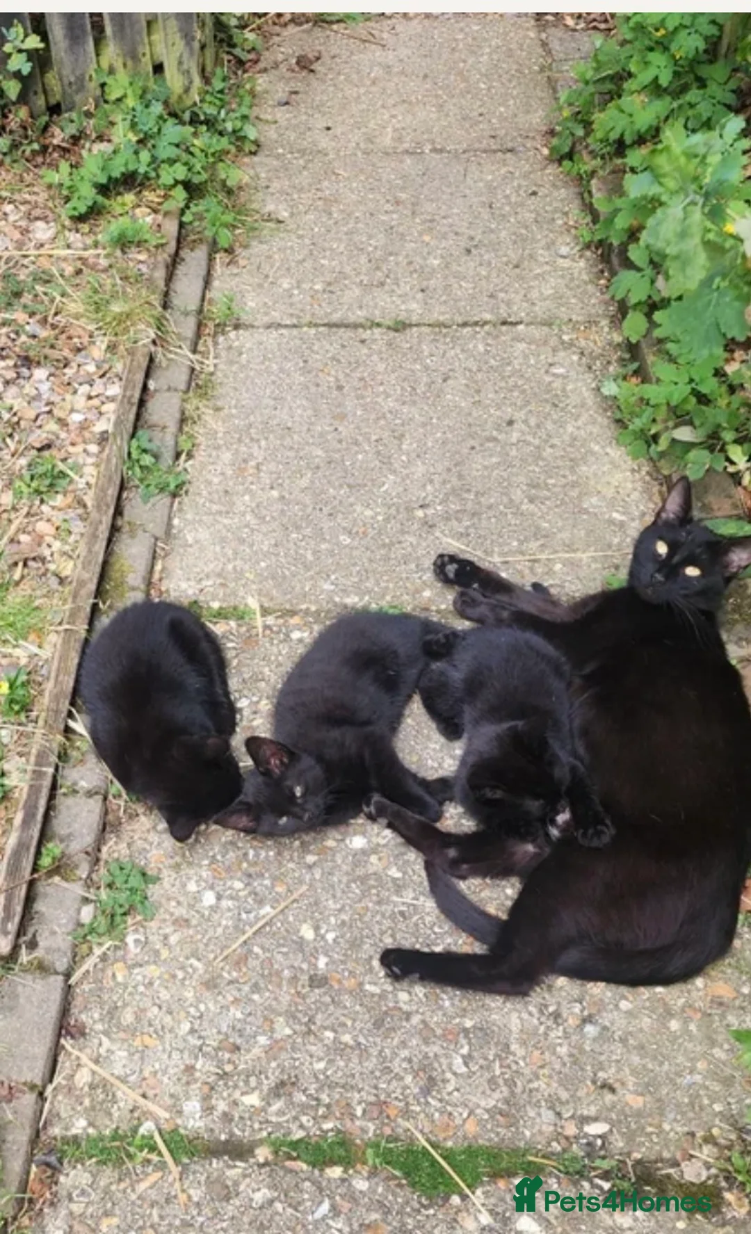Mixed Breed cats for sale: Black tabby and British short hair mix - Advert 2