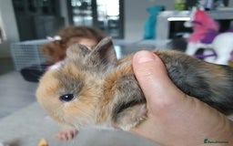 Lionhead rabbits for sale: Baby bunny's  - Advert 6